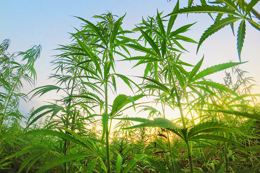 5 Reasons Hemp is the Plant of The Future